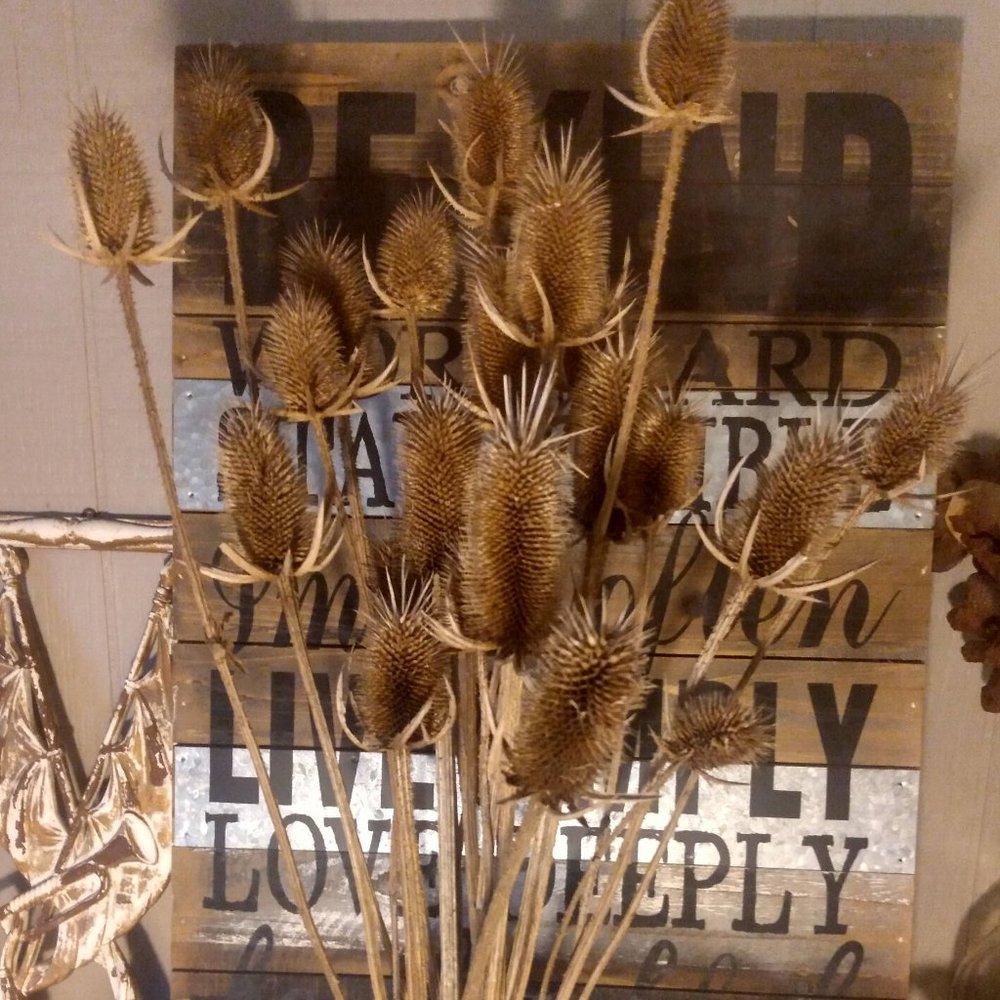 Bundle of Real Dried Teasel Thistle Seed Head Branches Rustic Vase Filler Crafts